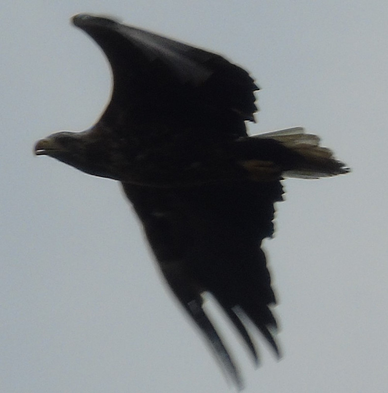 Not the best bit of bird photography, but we think this is a White tailed Eagle which flew over our boat