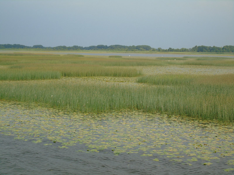 Reeds and lily beds at the beautiful edge of the delta