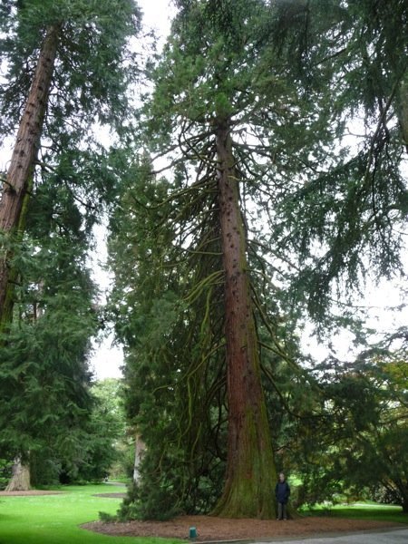 A large tree specimen