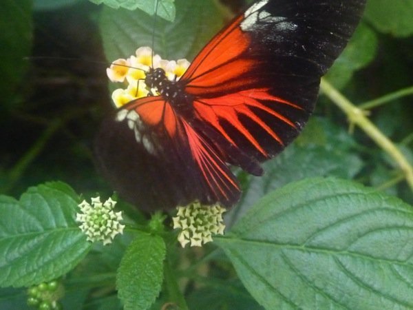 One of the butterflies