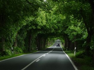 Many of the roads on the island have this leafy canopy