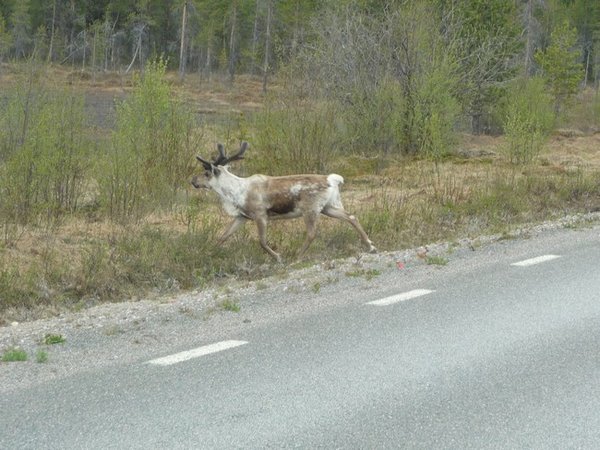 Ambling reindeer
