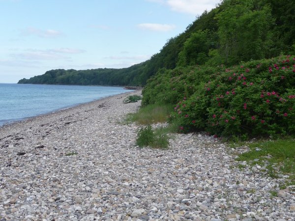 The campsite beach with its wild roses