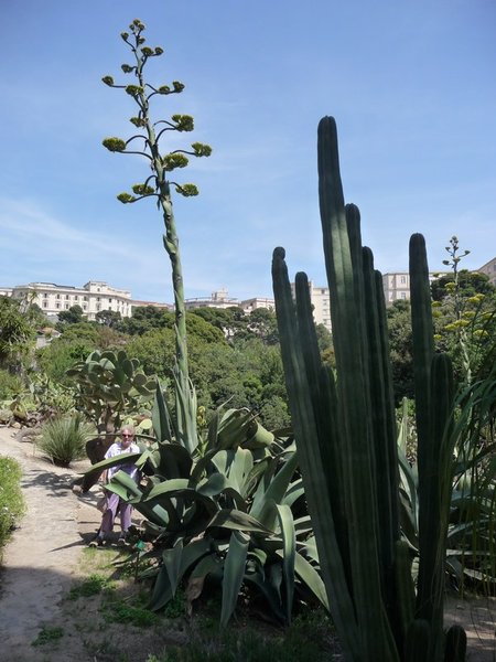 A giant cactus in the Botanical Gardens