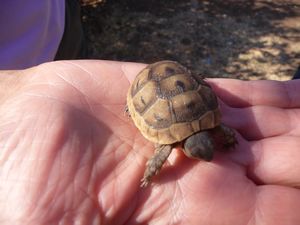 A baby tortoise found walking across the campsite