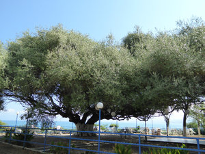 A thousand year old olive tree outside the restaurant at the Patras Camping