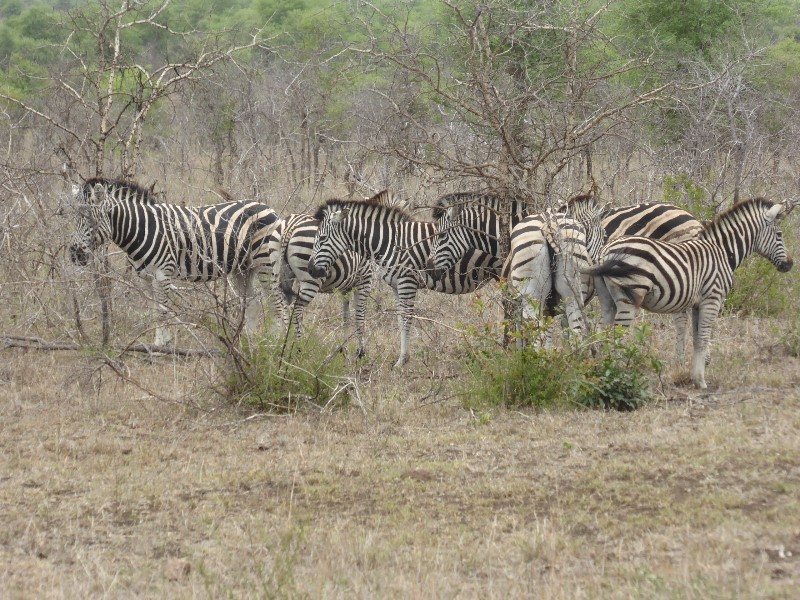 Our first animal sighting, a group of Zebras