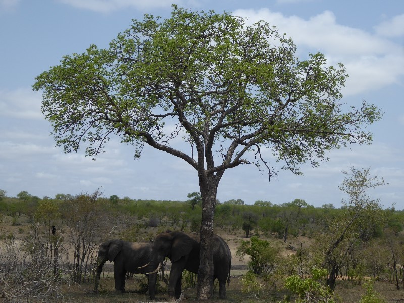 Elephants seeking the shade of a tree