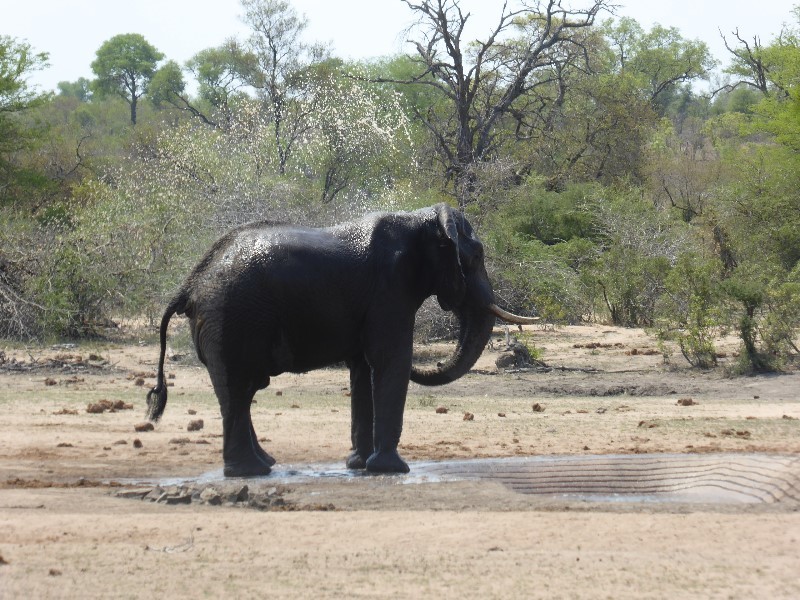 And cooling off with a shower at a water hole