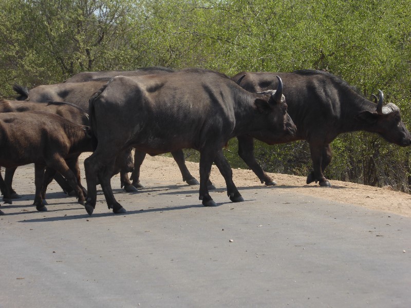 Buffalo crossing the road in front of us