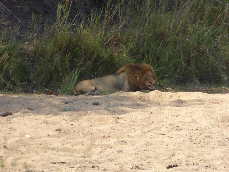 A male lion seeking shade on a river bank