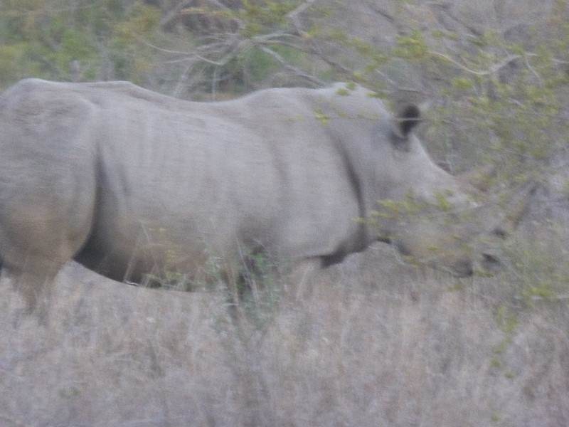 White rhino at dusk