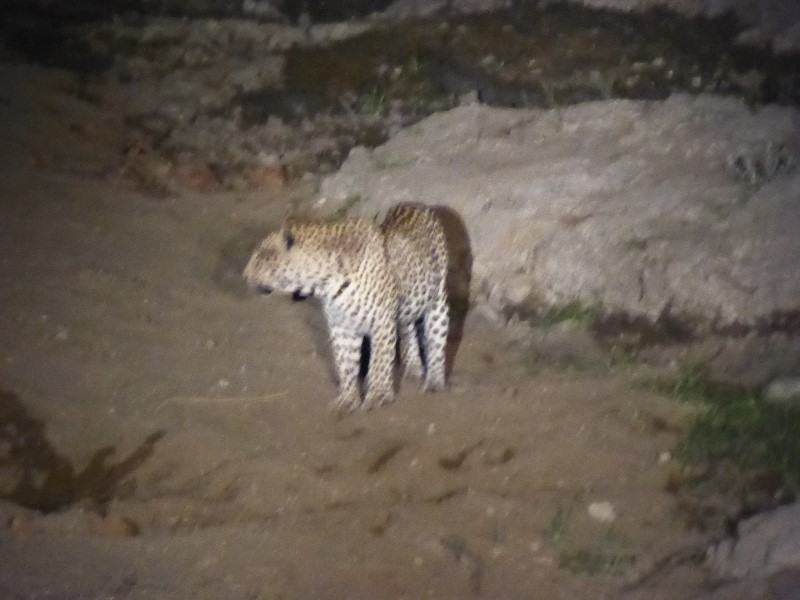 Leopard picked out after dark by the truck’s spotlight