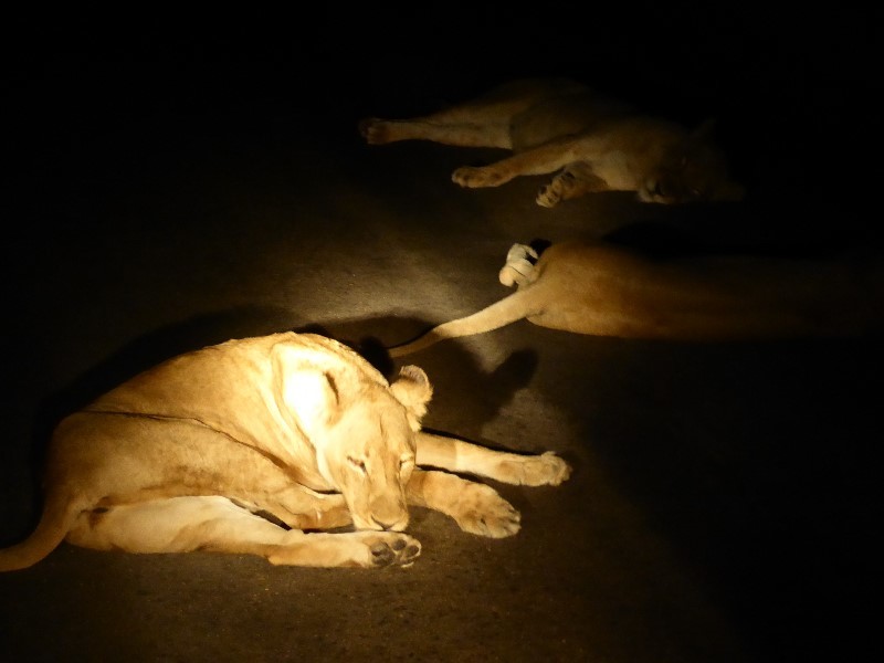 Lionesses lying on the road