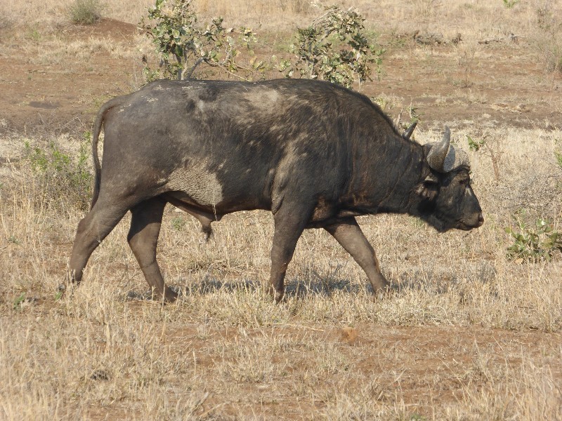 A buffalo marching along beside us