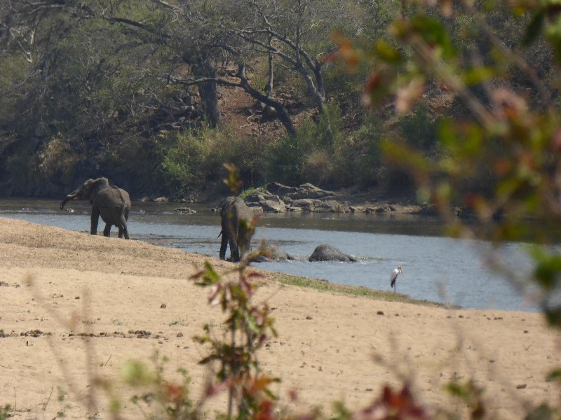 Elephants enjoying the water and a crane standing unconcerned nearby