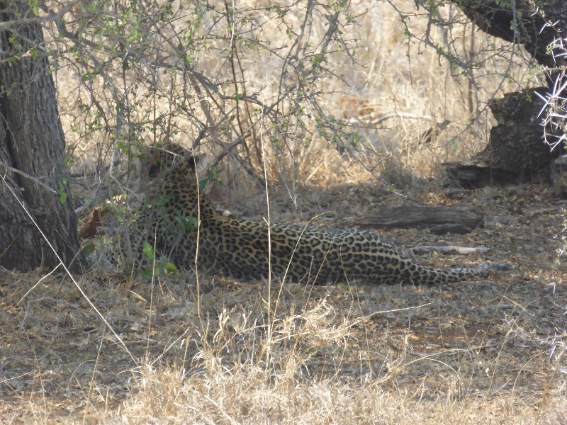 A leopard guarding its antelope kill which was in the tree above it
