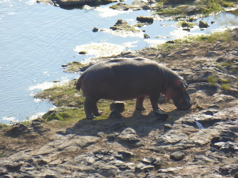 A lone hippo out of the water 