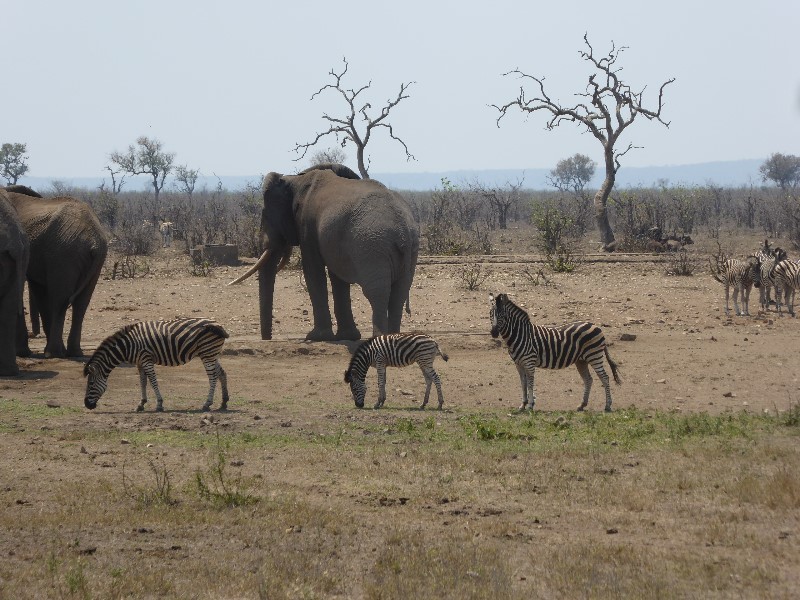 This zebra family were trying to pluck up courage to have a drink from the same water hole as the elephants