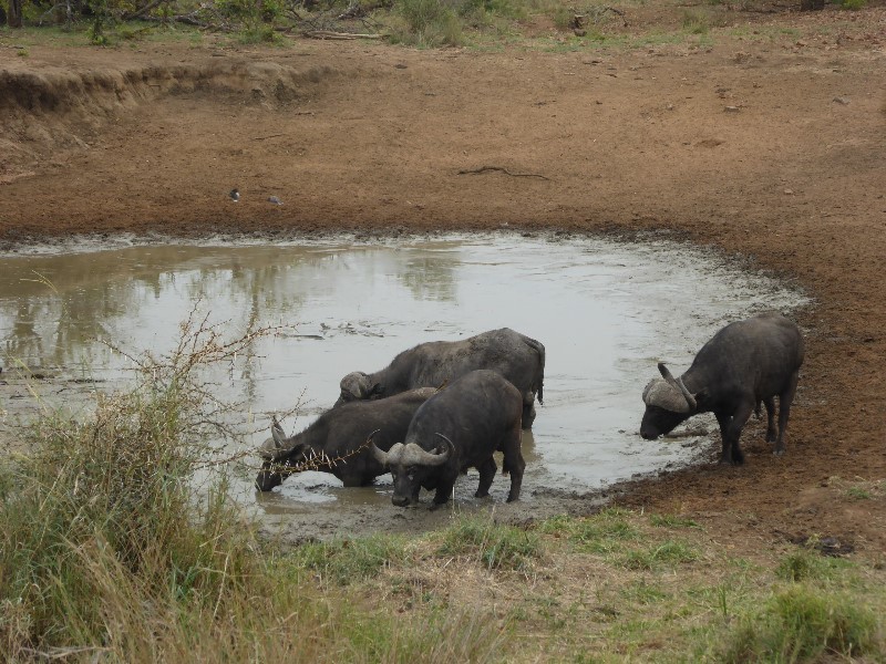 More buffalos having a muddy drink