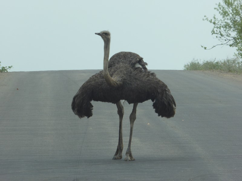 This ostrich walked up and started pecking at the van windows