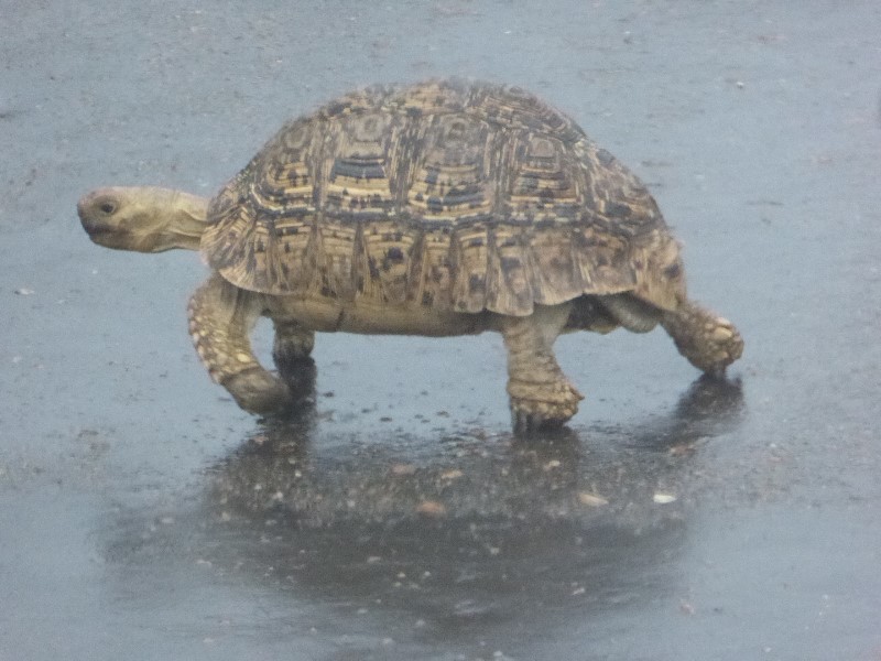 Tortoise slowly making his way across a wet road  