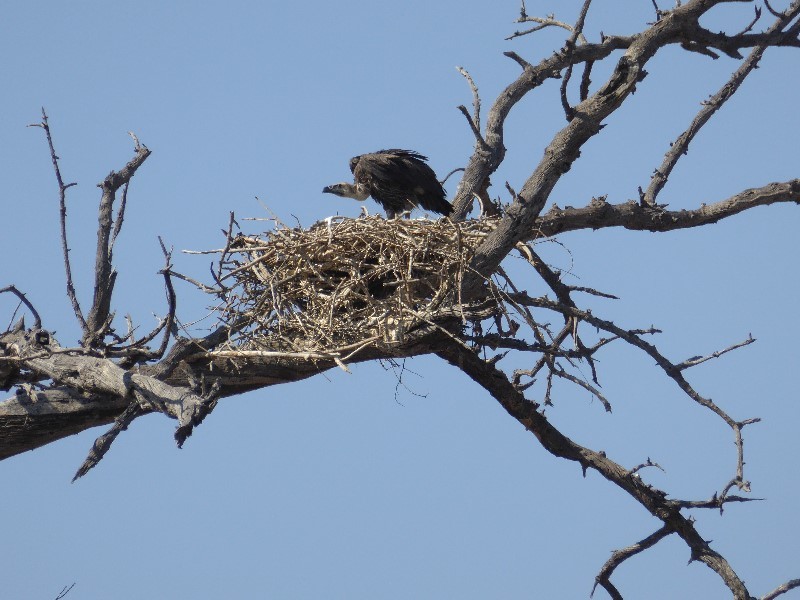 Vulture on its nest