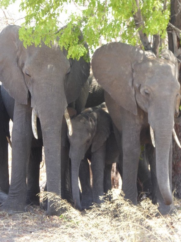 Baby elephant seeking shade between two adults