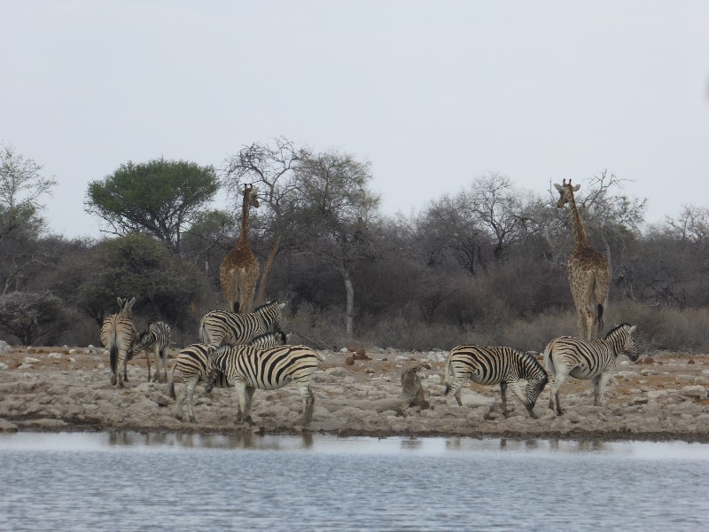 Giraffes and zebra at our first Etosha watering hole, Klien Namutoni