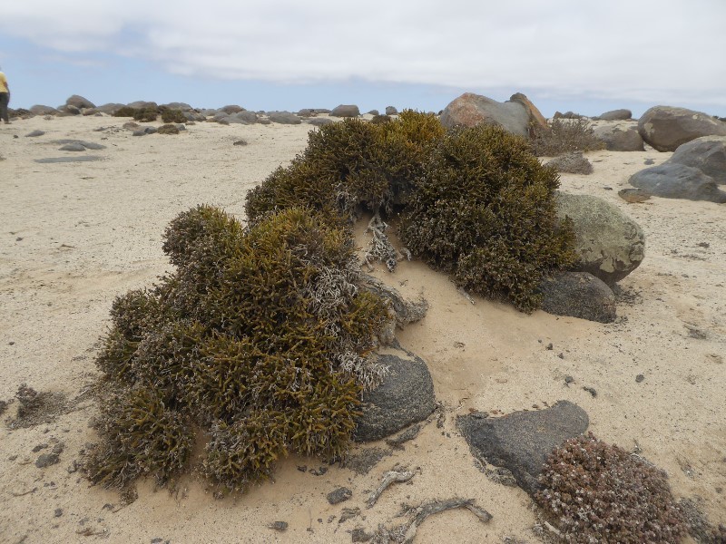 The moisture from the morning fogs encourages plants to grow in the rocky desert
