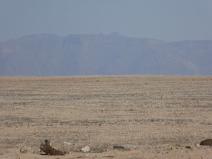 The featureless desert with Brandenburg, Namibia’s highest mountain in the background