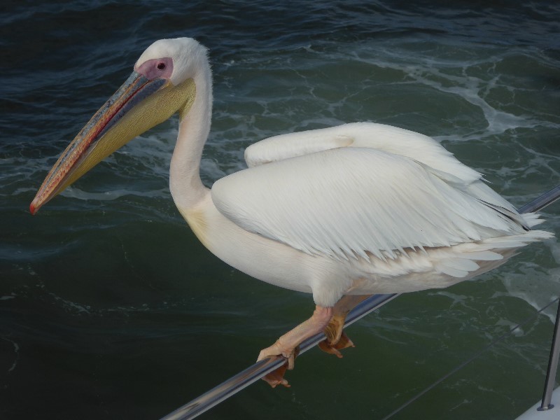 Pelican on our boat’s rail