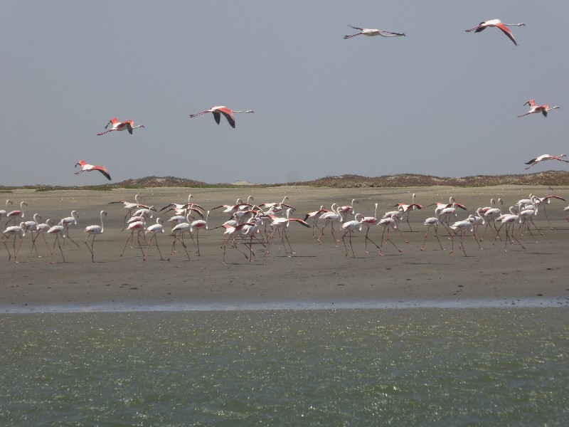 Flamingos on the shore and in flight