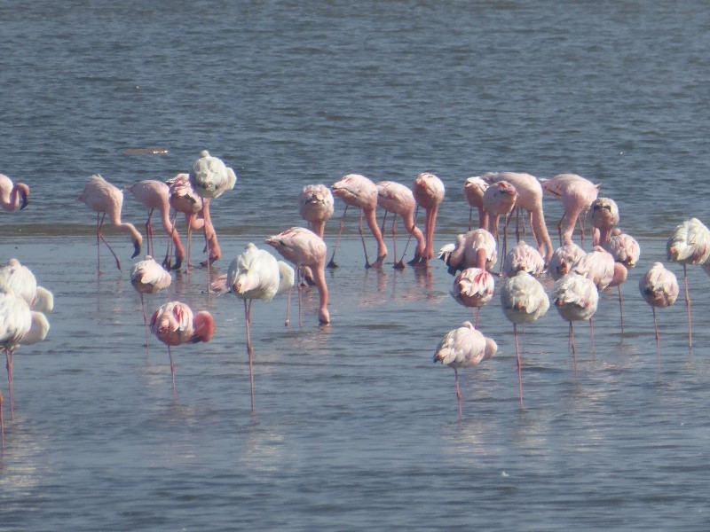 More Flamingos this time in Walvis Bay lagoon