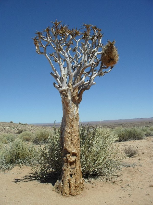 The strange Quiver Tree, endemic to this part of the world