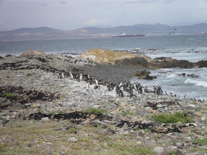 The Island has a colony of African Penguins