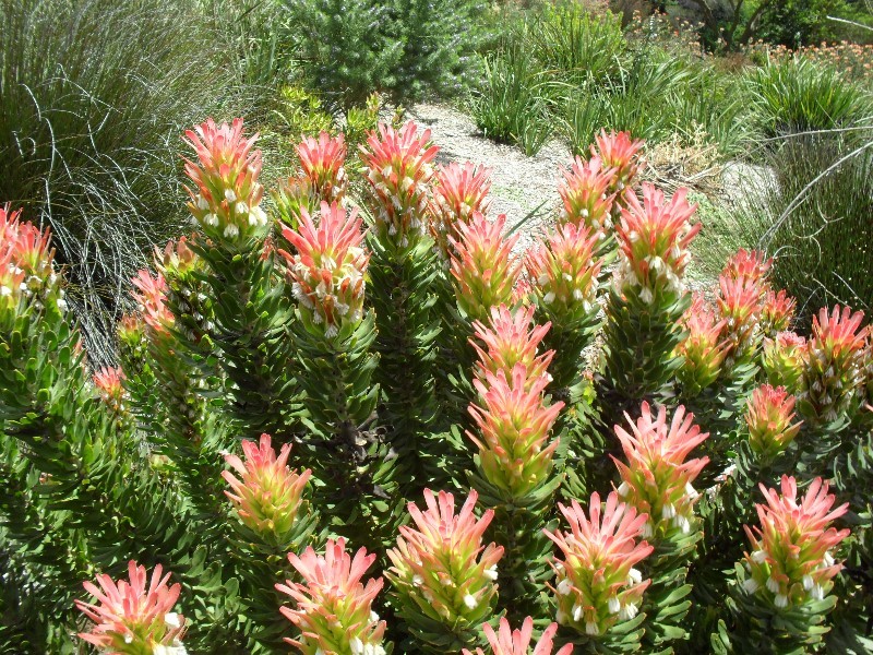 Another type of protea