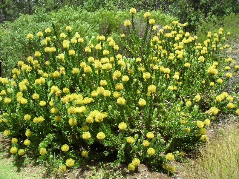 The protea plants have been allowed to spread to give magnificent displays, in this case of yellow pincushion flowers