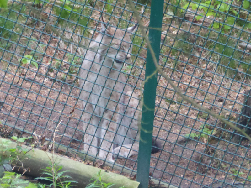 Rabenklippe has a lynx enclosure