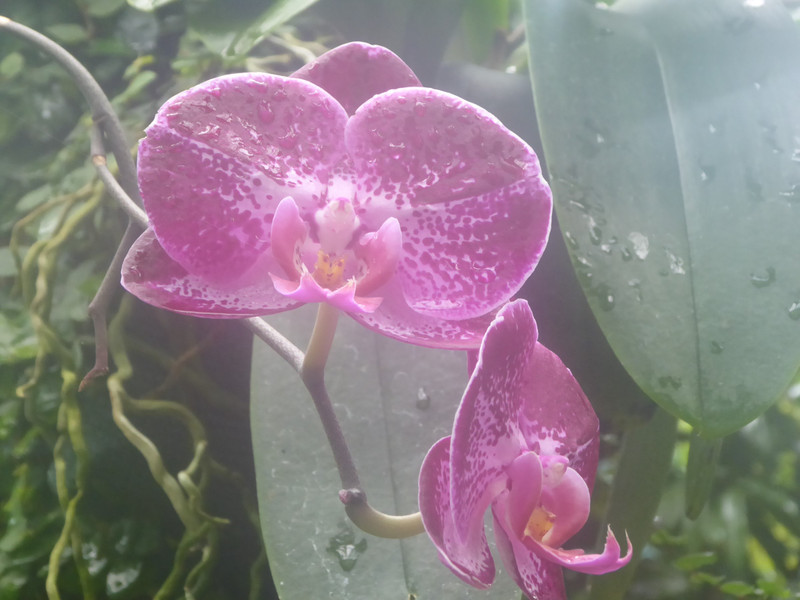 An attractive orchid in a steamy greenhouse