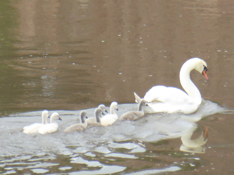 Swan and her signets battling against the current on the river