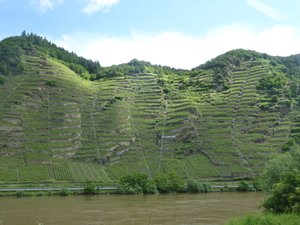 The Mosel has some of the steepest vineyards in the world