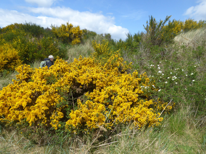 Broom, gorse and a wild rose