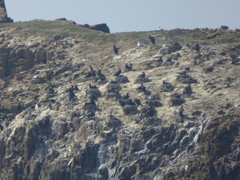 It is home to a colony of nesting cormorants