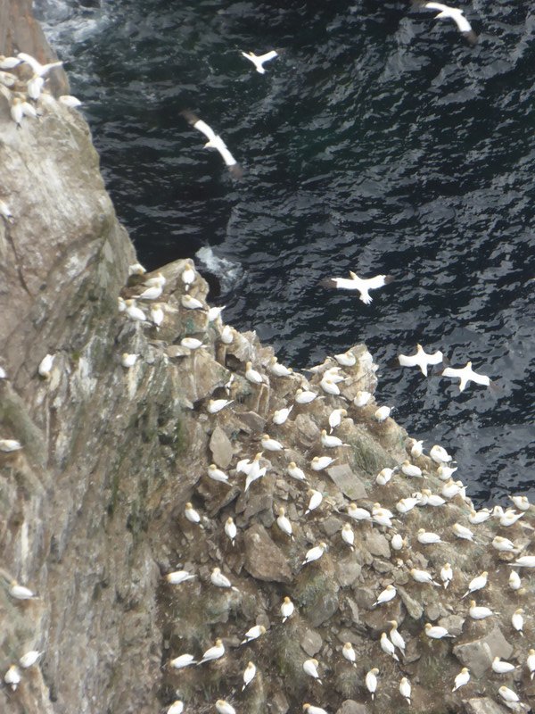 Hundreds of gannets were in the air all the time
