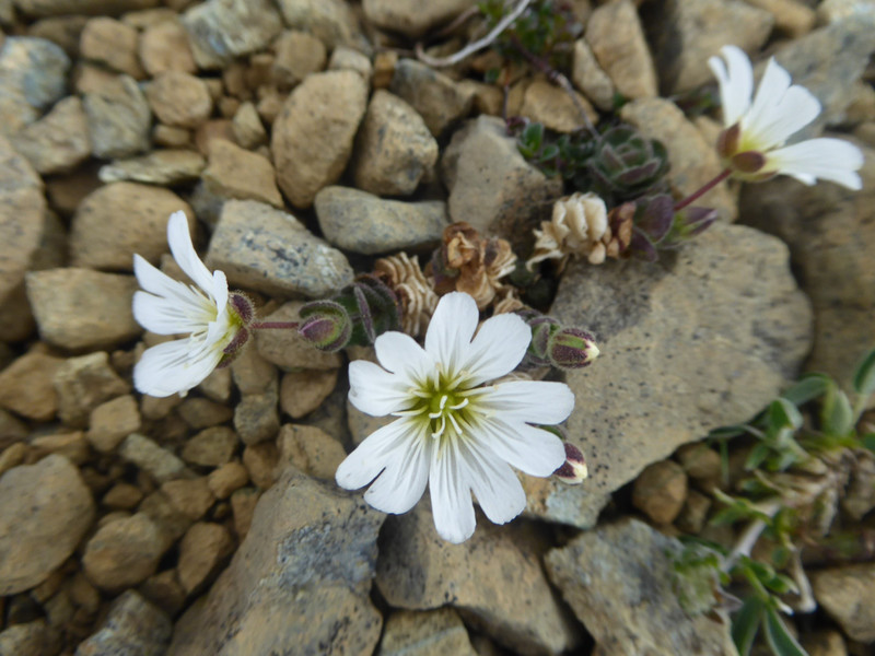 Edmondson’s chickweed only grows here