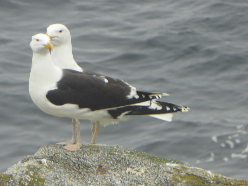 Consultation with the bird book led us to believe that these are great black back gulls