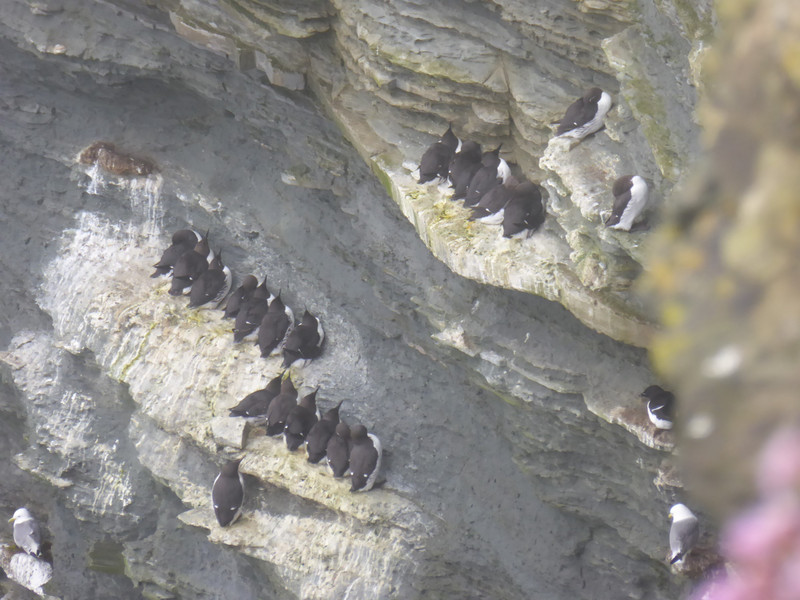 Guillemots sheltering from the wind on one of the ledges
