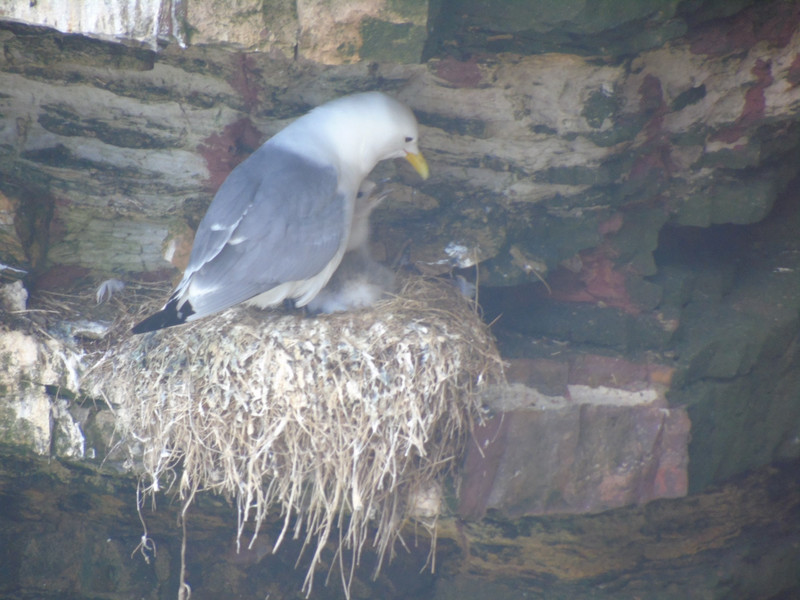 When we first got to Shetland it was all about incubating the eggs, now its raising the young like this Kittiwake