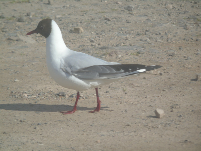 Black Headed Gull strutting around the van in the morning